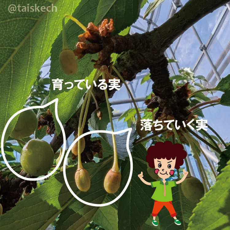 緑のまま残っている実と、黄色くなって落ちかけている実が写っている写真