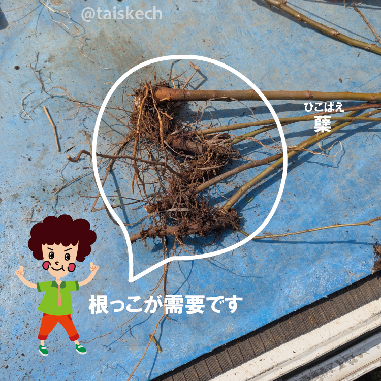 りんごの木の根元から伸びているひこばえを抜いた、根っこのあるひこばえの写真。