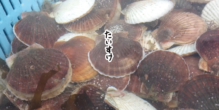 カゴから出されたほたてが、大きな水槽の中に入っている。
