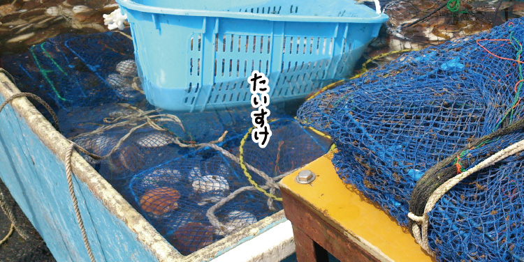 大きい水槽で新しいカゴに入ったホタテたちが写っている
