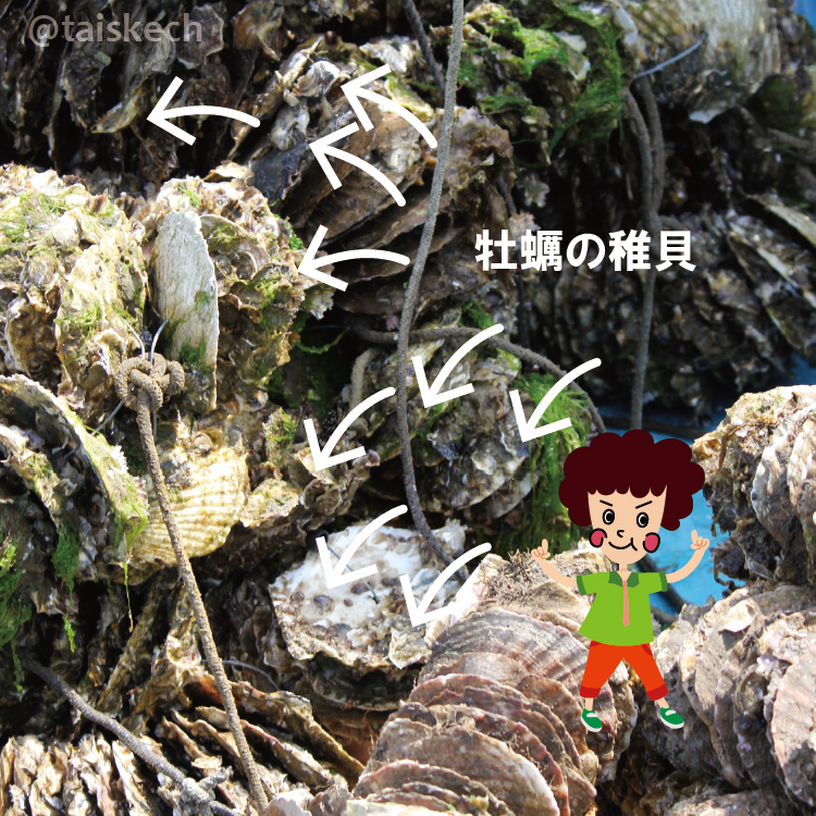 購入した牡蠣の稚貝の束が写っている